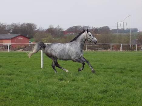 Dansk Varmblod Chato Carem *SOLGT* billede 12