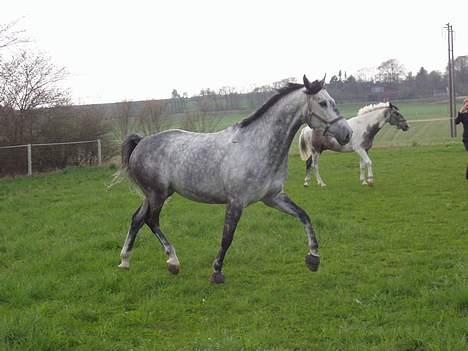 Dansk Varmblod Chato Carem *SOLGT* billede 13