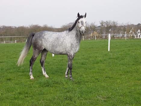 Dansk Varmblod Chato Carem *SOLGT* billede 14