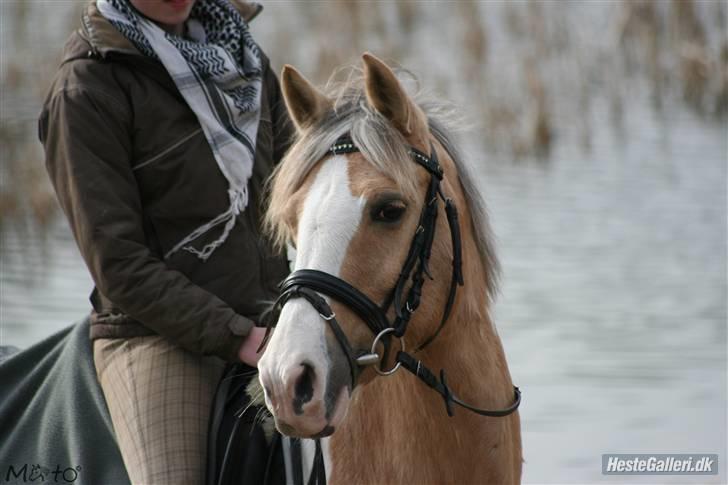 Anden særlig race Shy Lady - 17) Ponyen ved søen ;D Foto: MATO billede 16