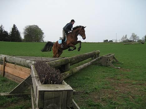 Dansk Varmblod Svalegårds Amasing - - Amasings første tur i terrænnet billede 9