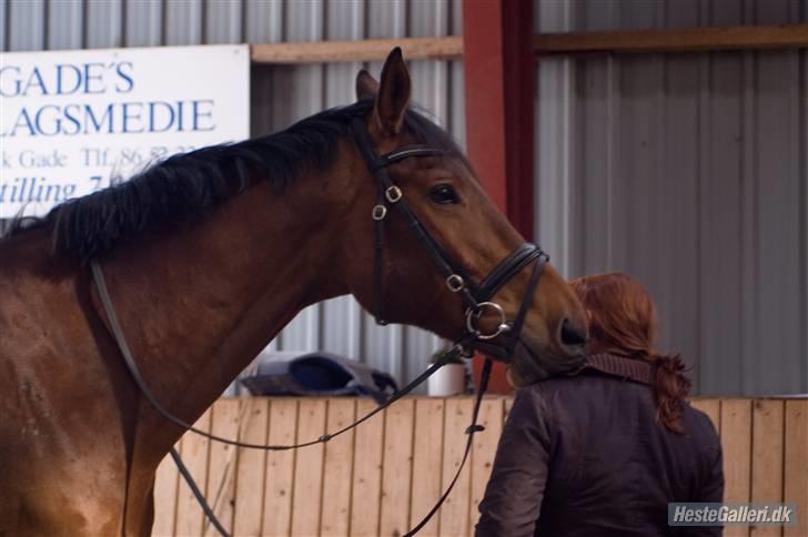 Dansk Varmblod Svalegårds Amasing - billede 10
