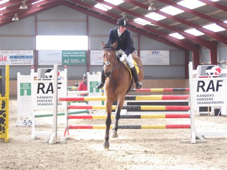 Dansk Varmblod Svalegårds Amasing - billede 11