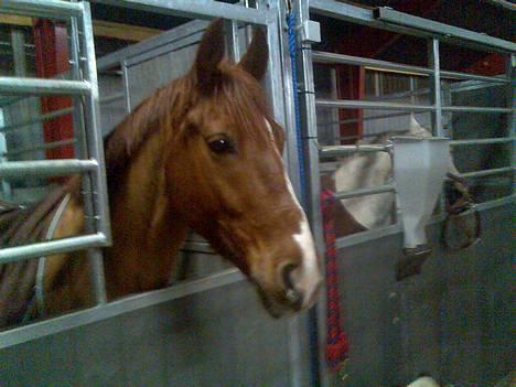 Anden særlig race Mr Bogart (solgt) - Er han ikke lækker billede 1