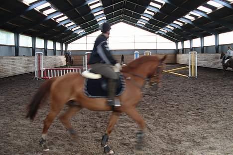 Anden særlig race Mr Bogart (solgt) - så skal han lære at springe billede 3