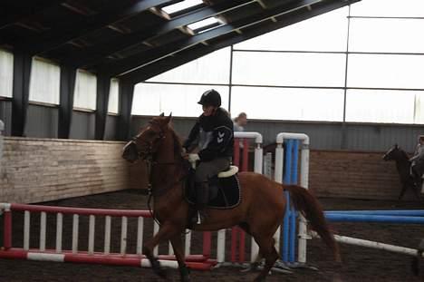 Anden særlig race Mr Bogart (solgt) billede 4