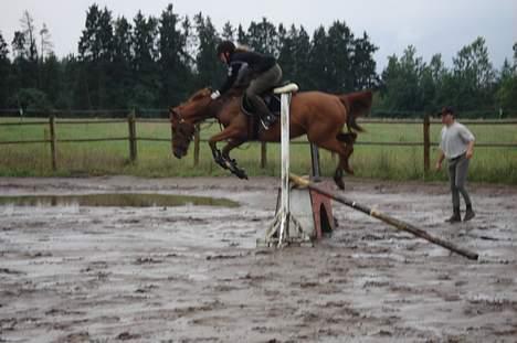 Anden særlig race Mr Bogart (solgt) - Synes det var et sjovt billede billede 5