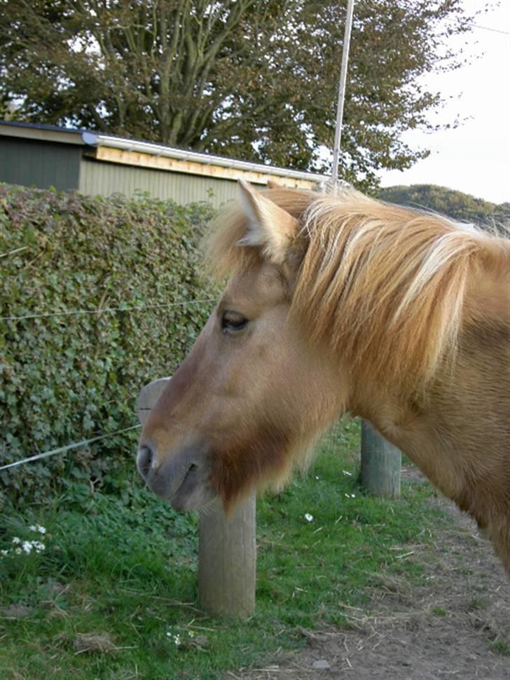 Islænder venus fra gjerstruhale - hvem er det mun der står der henne??? billede 1