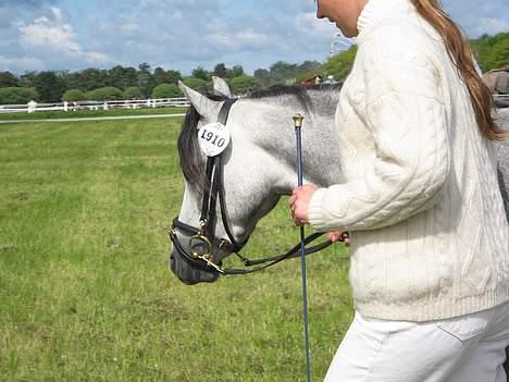 Welsh Pony (sec B) Lyngvejens Kikki <´3 *Solgt* -  (18)  her er jeg inde ved dommerne for at blive dømt til dyrskuet billede 18