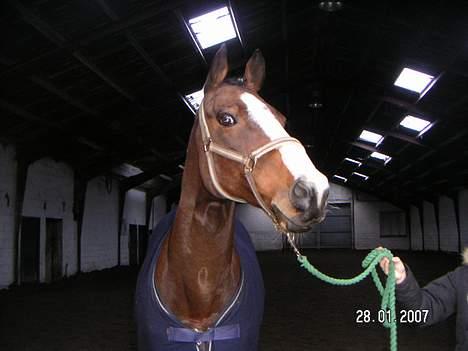 Fuldblod (XX) Kazmir     aflivet. billede 2