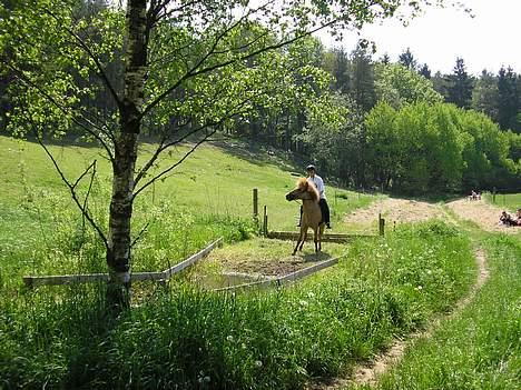 Islænder venus fra gjerstruhale - så er det nu, åhh neii det er vand i øhv... billede 3