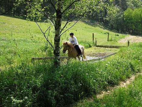 Islænder venus fra gjerstruhale - YES vi kom igennem... du var så god den dag billede 4