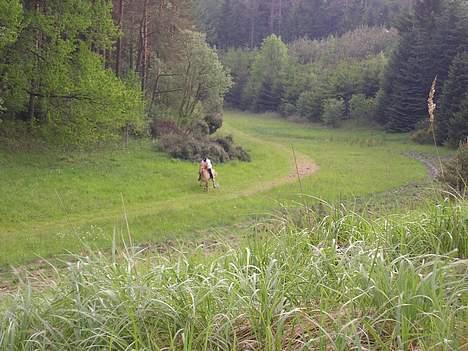Islænder venus fra gjerstruhale - galopløbet på 220 meter, på tiden 21,12 sek. det var flot klart efter den lange dag  billede 5
