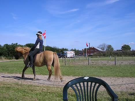 Islænder venus fra gjerstruhale - haverdahlstævnet  billede 6