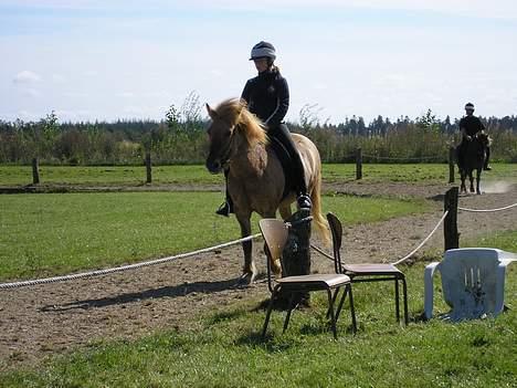 Islænder venus fra gjerstruhale - haverdahlstævnet, åhh det er hårdt jeg bliver helt varm.. billede 7