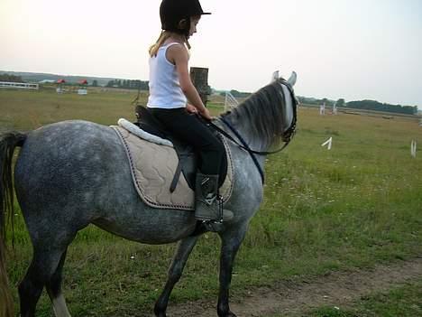 Welsh Pony (sec B) Lyngvejens Kikki <´3 *Solgt* -  (19)  her rider min ejer en tur på mig =o) billede 19