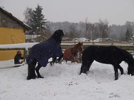Frieser Femke Neantske - femke leger med robin hood , mens inge b vender rumpen til,det er nok det sikreste. femke i flotteste stil på bagben i sneen billede 7