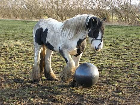 Irish Cob  Galloway of Cumro billede 14