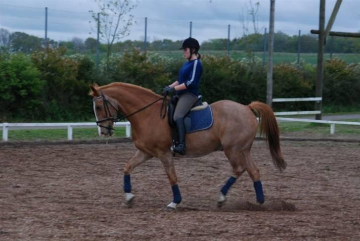 Hannoveraner | Hougaards Morgan - Foto : L. Lildal 5/05-09 billede 20