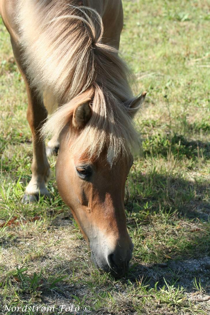 Islænder Sóley af Urtehusene  billede 2