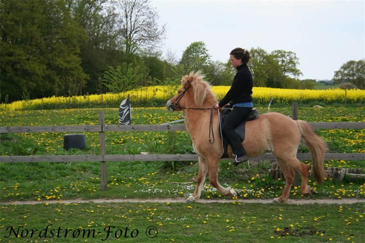 Islænder Sóley af Urtehusene  - Sol med karen min ridelære (berider) på ryggen..  billede 3
