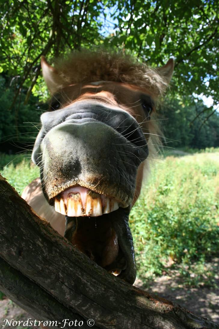 Islænder Sóley af Urtehusene  - HAHAHA! Sol ifærd med at spise barken på et træ. :o) billede 6