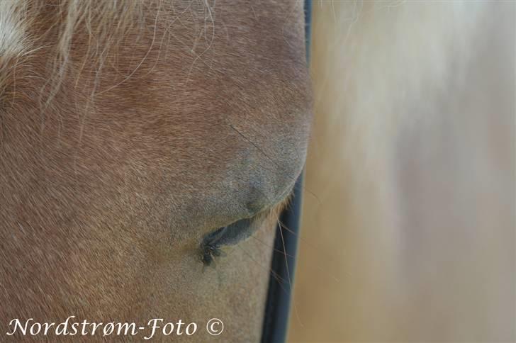 Islænder Sóley af Urtehusene  billede 9