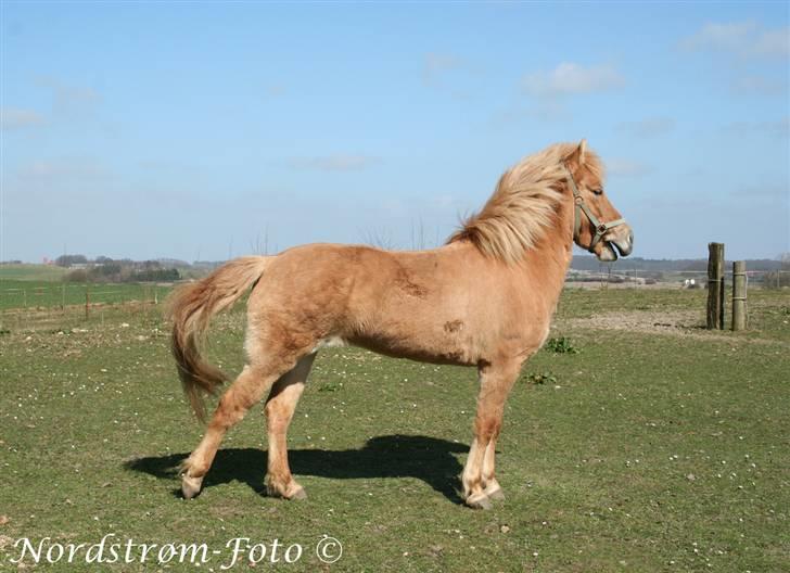 Islænder Sóley af Urtehusene  - Tada :) billede 10