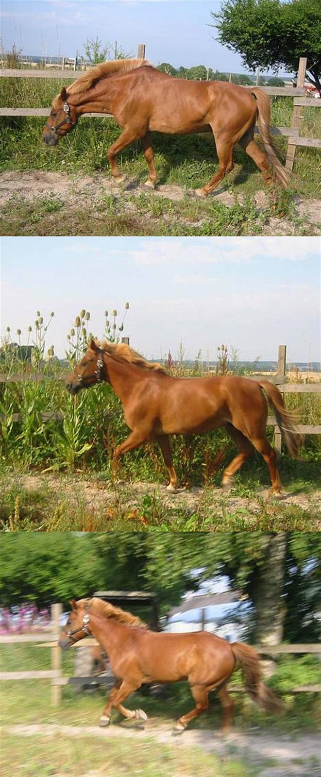 Anden særlig race Sunny Boy billede 4