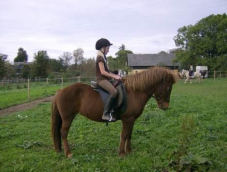 Islænder Friða fra Hellum  billede 6