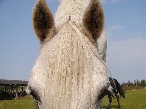 Anden særlig race Patrissia <3 :D   - mine øjene er smukke :-p billede 5
