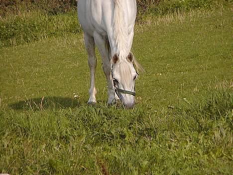 Anden særlig race Patrissia <3 :D   - :o) hah :D<33 billede 6