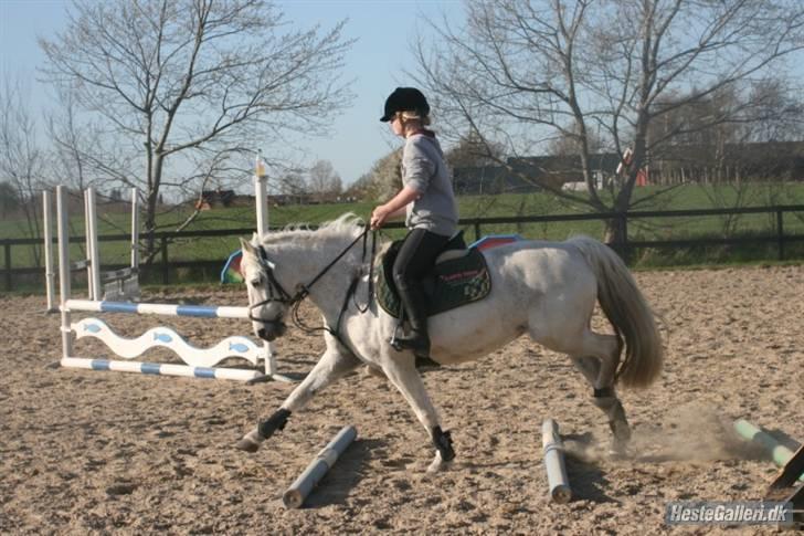 Anden særlig race Patrissia <3 :D   - Tjeek lige benene d; <3 Dumme hest<3 foto liv , taak! billede 7