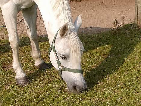 Anden særlig race Patrissia <3 :D   billede 8