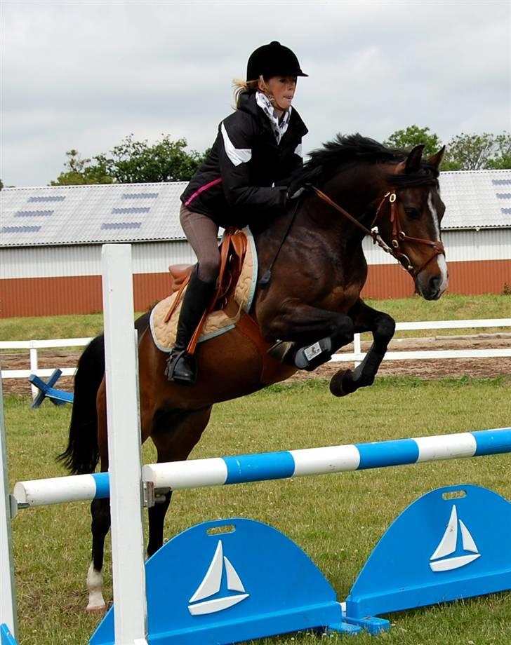 Anden særlig race ANGEL  {b-pony} - et lille spring billede 12