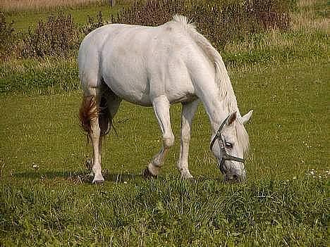 Anden særlig race Patrissia <3 :D   billede 10