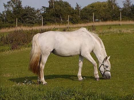 Anden særlig race Patrissia <3 :D   billede 11