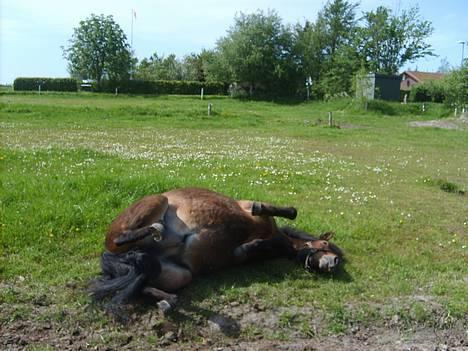 Anden særlig race Bjørn (Solgt) - Nyt Nyt. Rulle.. ooooog Rulle.. billede 10