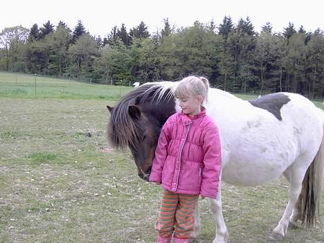 Shetlænder polly - en pige der rider på polly, og passer hende.. billede 7