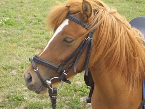 Anden særlig race Cosmo SOLGT - En af de første dage han var ude og ride :P billede 1