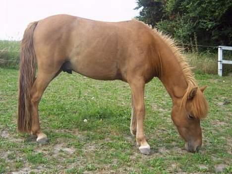 Anden særlig race Cosmo SOLGT - Ca 2 år siden billede 2