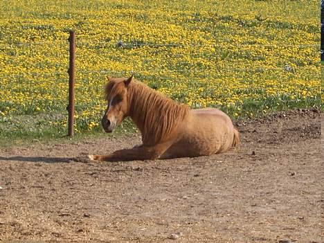 Anden særlig race Cosmo SOLGT - ca 2 år siden billede 3