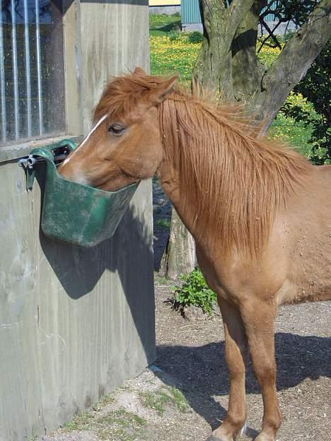 Anden særlig race Cosmo SOLGT - Ca 2 år siden billede 4