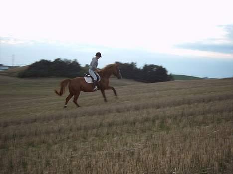 Anden særlig race  Cherie Mon Blair † - i sommers ( 2oo6 )  billede 2