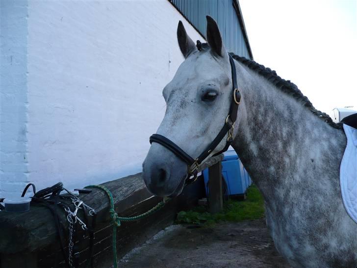 Connemara Hedegårdens Peter pan - På vej til at blive klar til stævne :) <3 billede 2