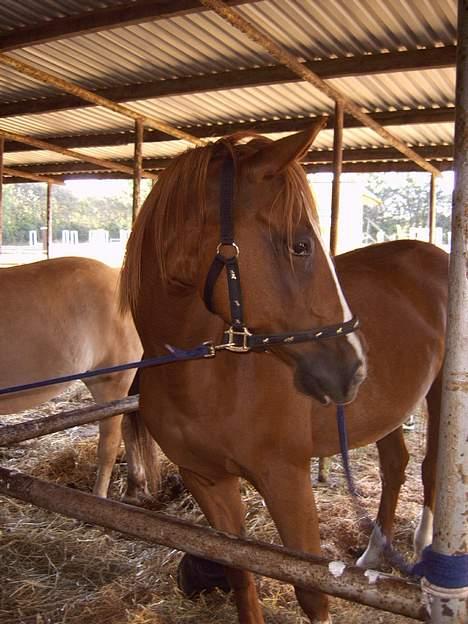 Anden særlig race  Cherie Mon Blair † - Ridelejren i nvr 2oo6  billede 7