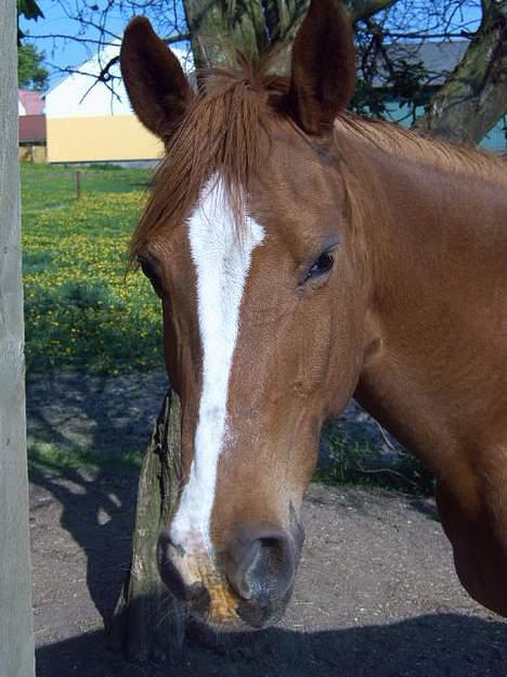 Anden særlig race  Cherie Mon Blair † - Sommeren 2oo6 <3 billede 8