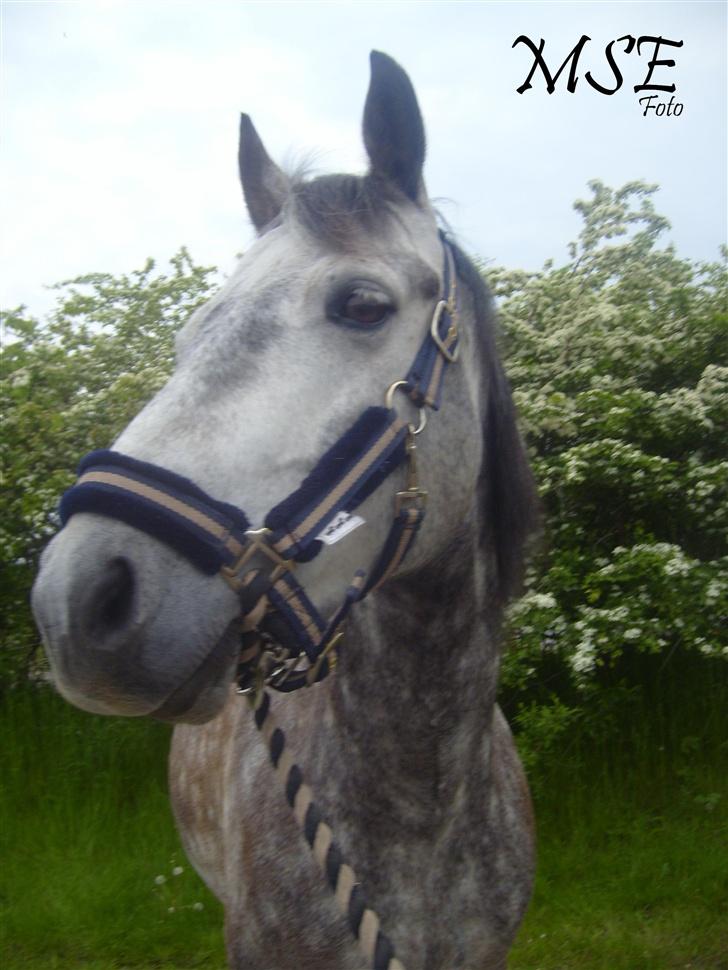 Connemara Hedegårdens Peter pan - Fotogen ?  <3 billede 4