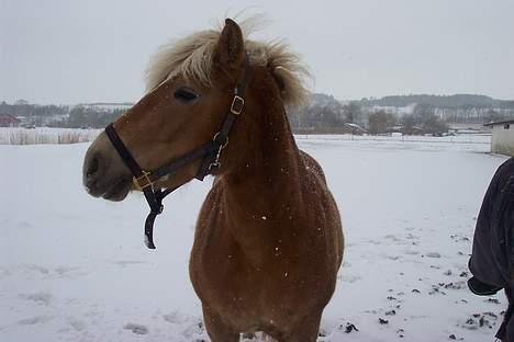 Haflinger Sille [ Tidl. pony ] * SAVN!* - Vinter pony <3 billede 12