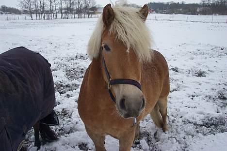 Haflinger Sille [ Tidl. pony ] * SAVN!* - Hun er så skøn <3 d;  billede 13